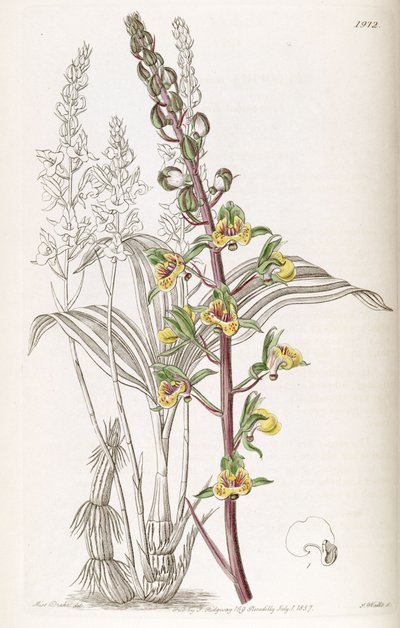 Eulophia Pulchra by Miss Drake